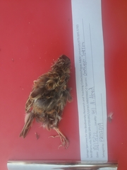 Ammodramus savannarum