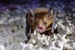 Rhinolophus