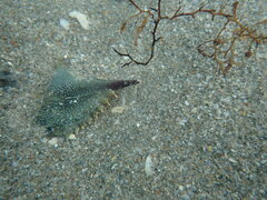 Portunidae