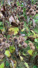 Arctium lappa