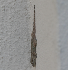 Tarentola mauritanica