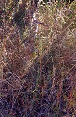 Dichromanthus michuacanus