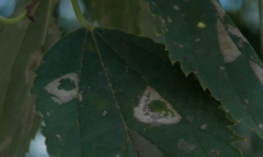 Phyllonorycter millierella