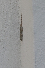 Tarentola mauritanica