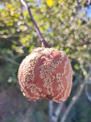 Monilinia