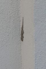 Tarentola mauritanica