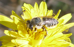 Eutricharaea