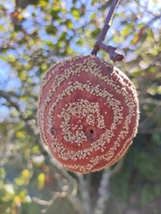 Monilinia