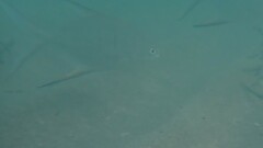 Trachinotus goodei