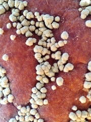 Monilinia