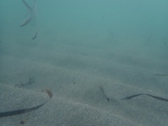 Trachinotus goodei