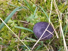 Cortinarius violaceus