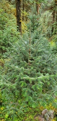 Abies spectabilis