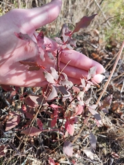 Pistacia atlantica mutica