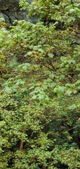 Acer sterculiaceum