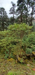 Acer sterculiaceum