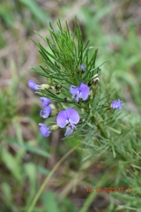 Psoralea affinis