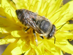 Eutricharaea