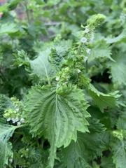 Perilla
