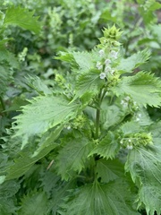 Perilla