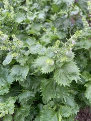 Perilla