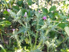 Carduus pycnocephalus