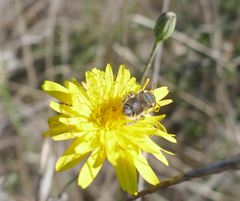 Eutricharaea