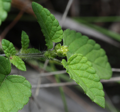 Salvia podadena