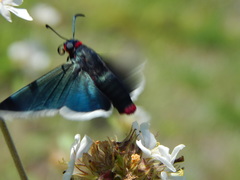 Mysoria barcastus