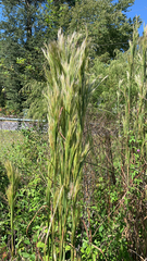 Andropogon glomeratus