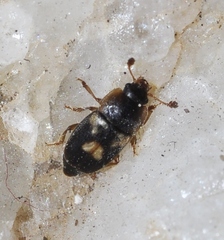 Nitidula flavomaculata