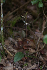 Eltroplectris calcarata