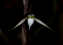 Eltroplectris calcarata