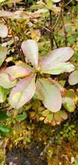 Rhododendron lepidotum