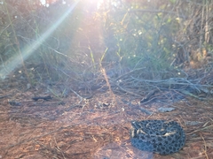 Sistrurus miliarius barbouri