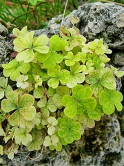 Oxalis hispidula