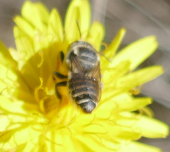 Eutricharaea