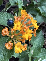 Lantana urticoides