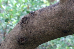 Aratus pisonii