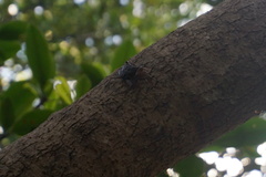 Aratus pisonii