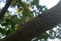 Aratus pisonii