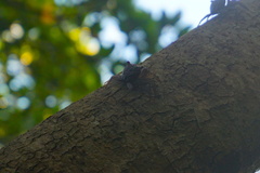 Aratus pisonii