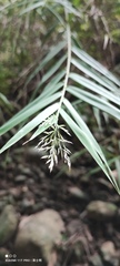 Arundo formosana