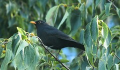 Turdus merula