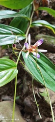 Tricyrtis