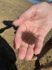 Echinoidea