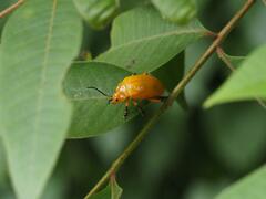 Podontia lutea