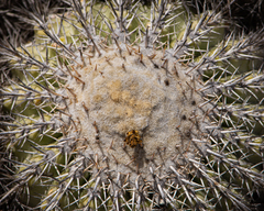 Copiapoa cinerascens