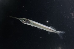 Hyporhamphus