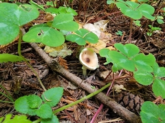 Lepiota rubrotinctoides